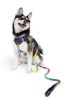 American River Ombre Leash