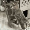 Indoor/Outdoor Cat House 2-Story Wooden Kitten Condo With Balcony Roof